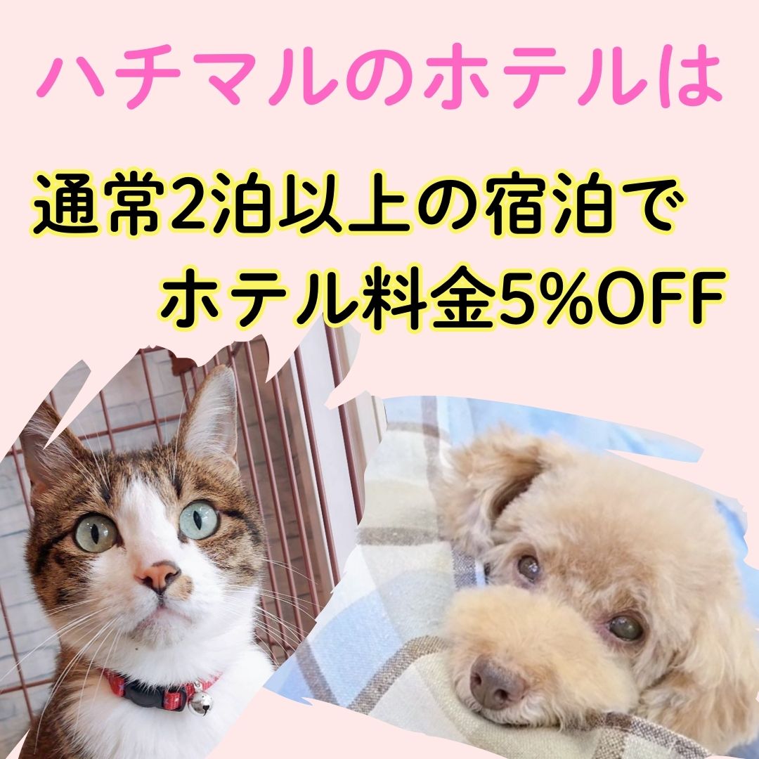 80dogs.com 犬｜猫｜ペットホテルはハチマルドッグス（80dog's）
