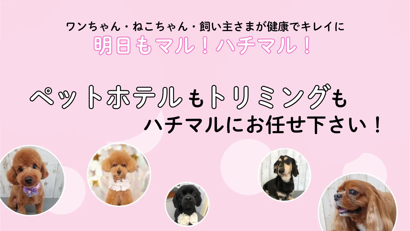 犬｜猫｜シニアもOK！ペットサロン(ハチマルドッグス・80dog's)